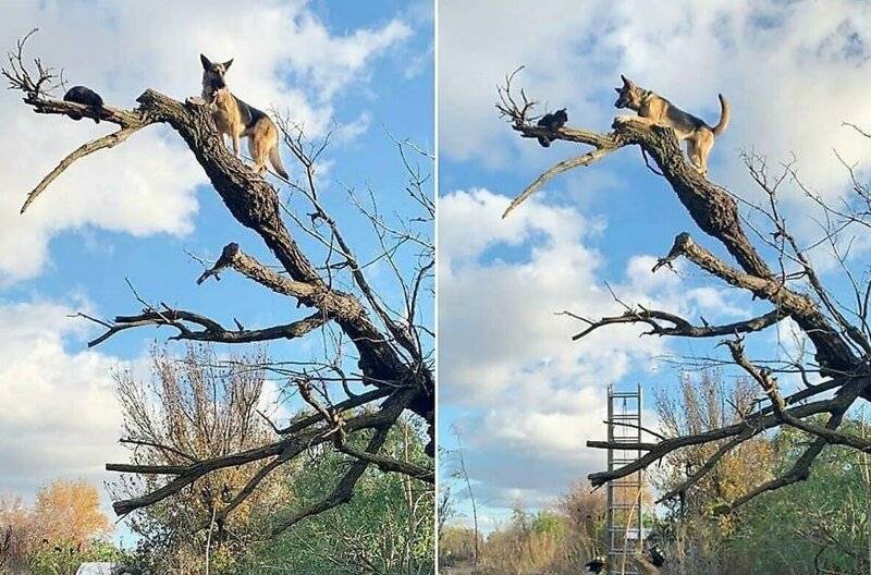 Как снять кошку с высокого дерева?