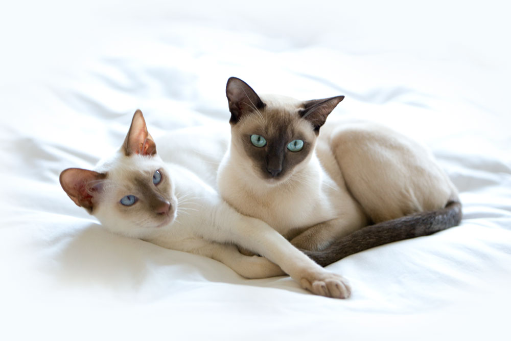 Тонкинская кошка (тонкинез): фото, о породе, характере, уходе