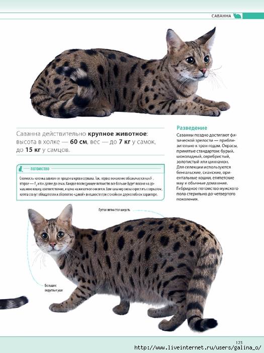 Кошка саванна – как правильно ухаживать за экзотическим питомцем и интересные факты о породе