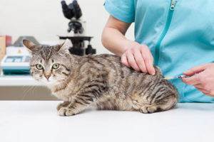 Осложнения у кошек после прививки от бешенства