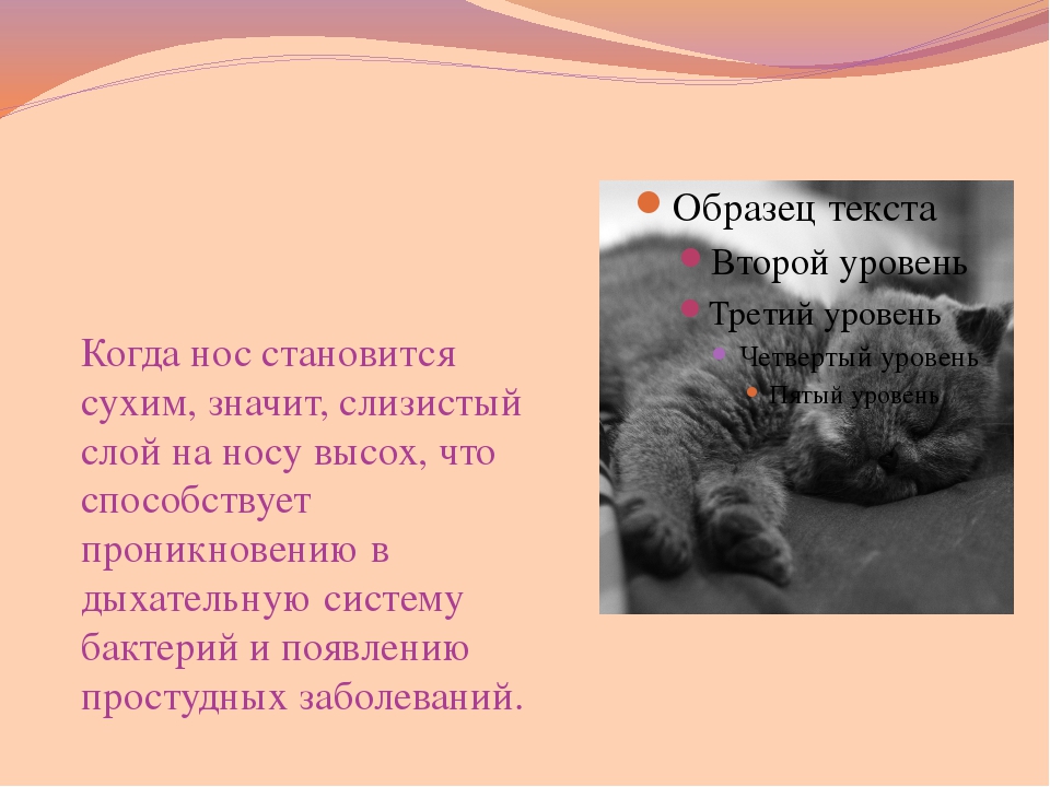 Какой нос должен быть у здоровой кошки и почему он холодный, мокрый, горячий или сухой