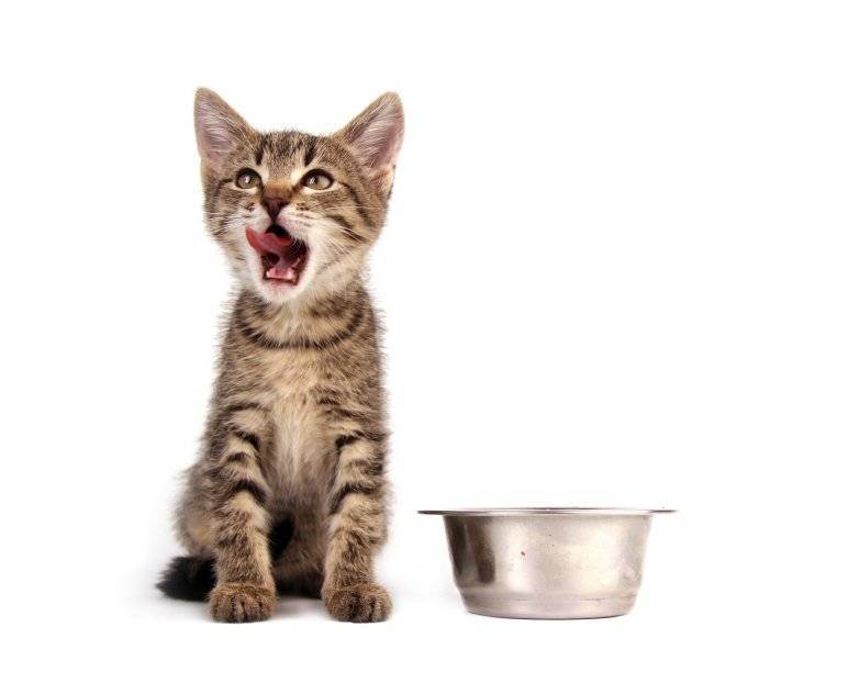 Что делать, если кошка постоянно просит есть?