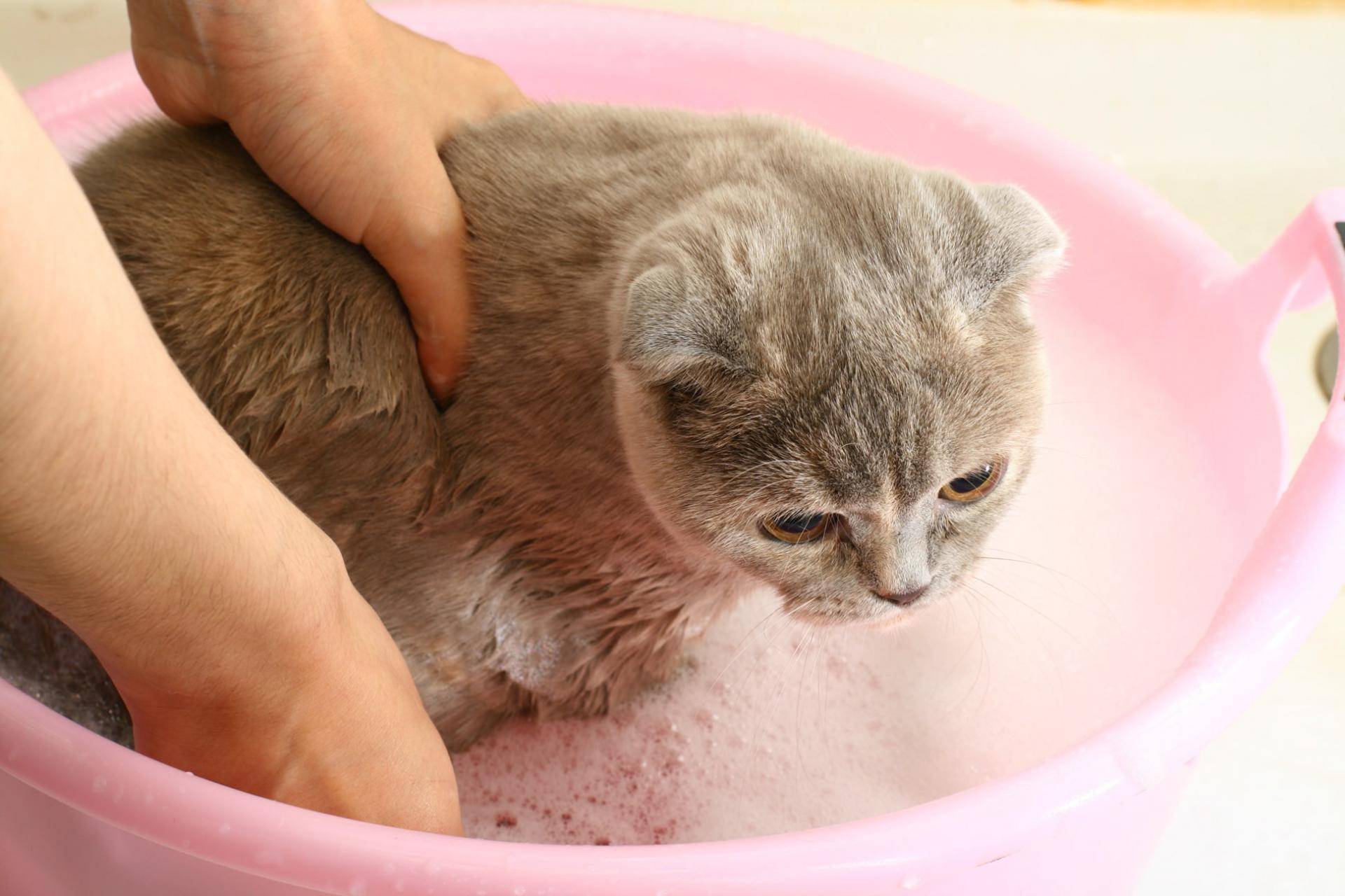 Как купать котенка в первый раз: когда можно начать и как часто?