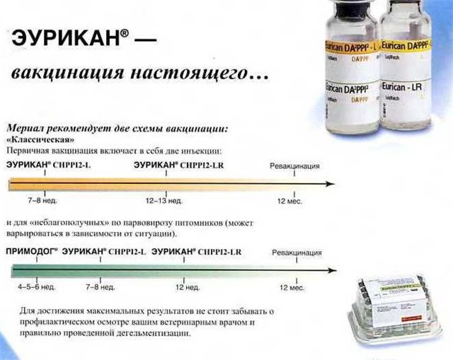 Прививка для собак схема