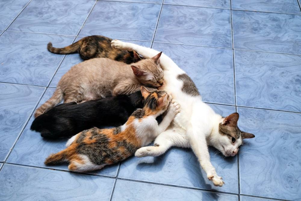 Правила прикорма котят, особенности рациона, оптимальный возраст | блог ветклиники "беланта"
