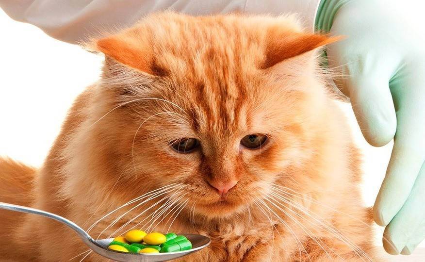 Отравление кошки: признаки, симптомы, лечение | 
ветеринарная служба владимирской области