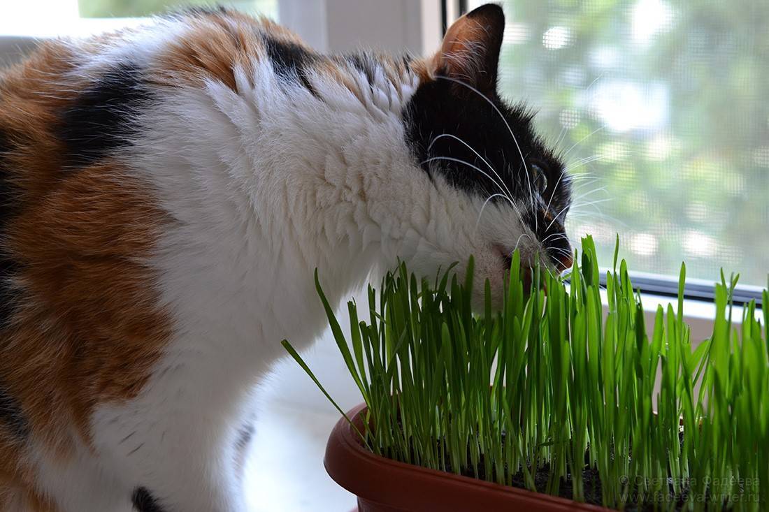 Зачем кошки и коты едят траву?