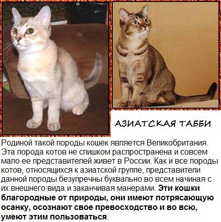 Азиатская табби (28 фото): описание породы кошек, характер котов. содержание котят