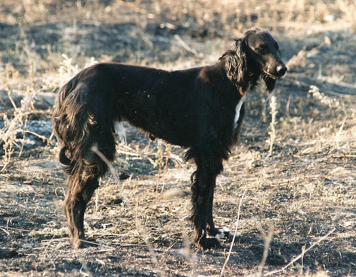 Как выглядит собака тайган: подробное описание киргизской борзой породы