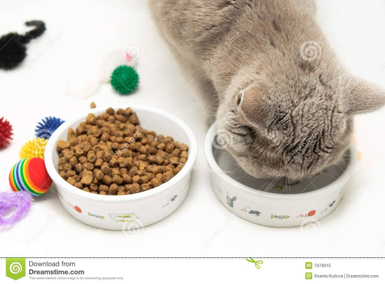 Каким кормом лучше кормить британского котенка: натуралкой, сухим или влажным, все за и против