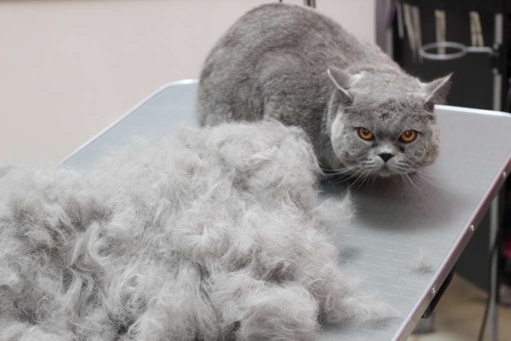 Линька у кошек: причины, длительность, как уменьшить количество шерсти