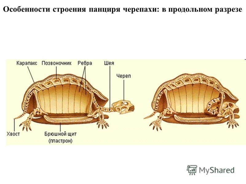 Виды черепах. описание, особенности, названия и фото видов черепах