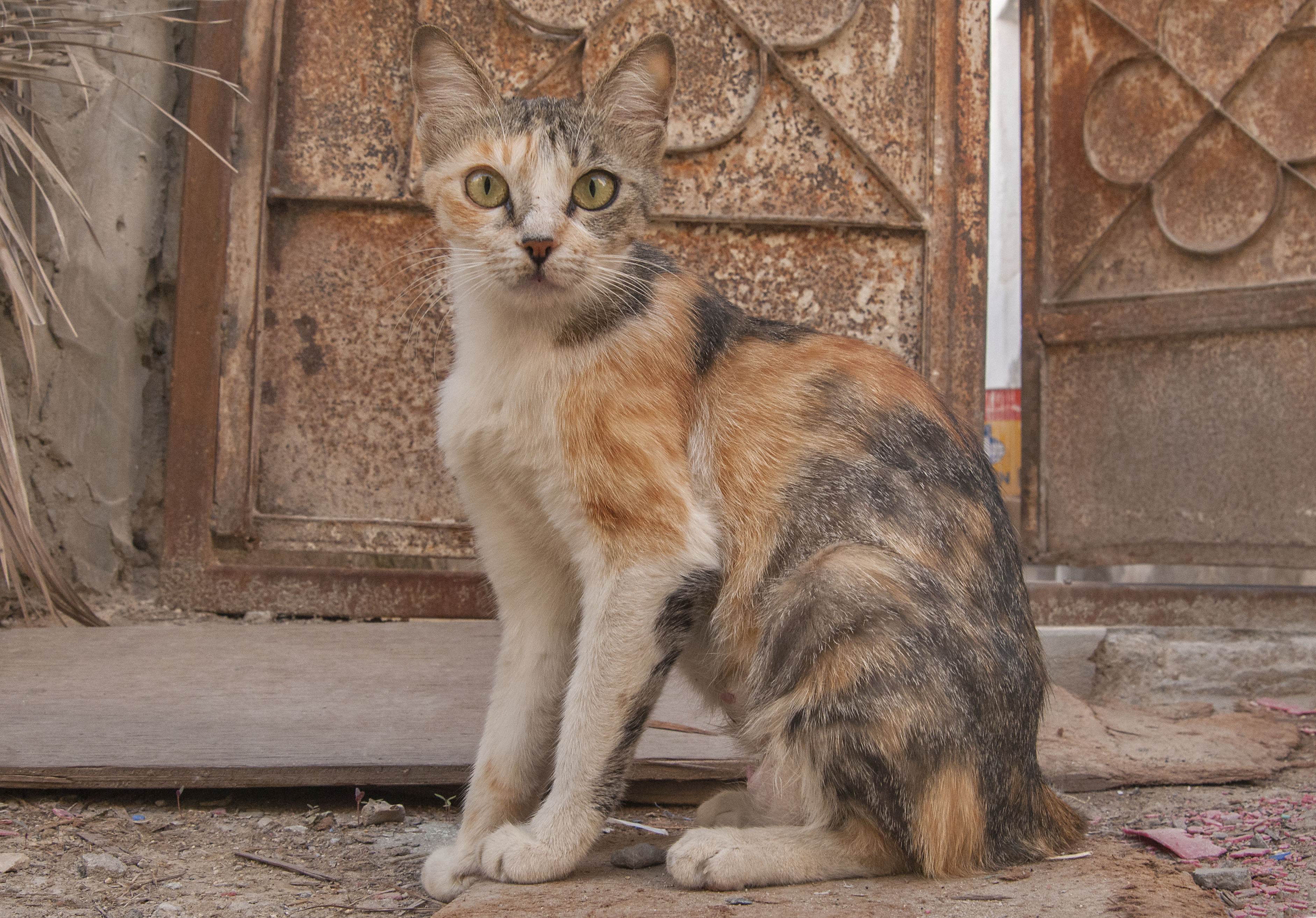 Аравийский мау: особенности породы, внешний вид и характер кошки, уход и содержания питомца