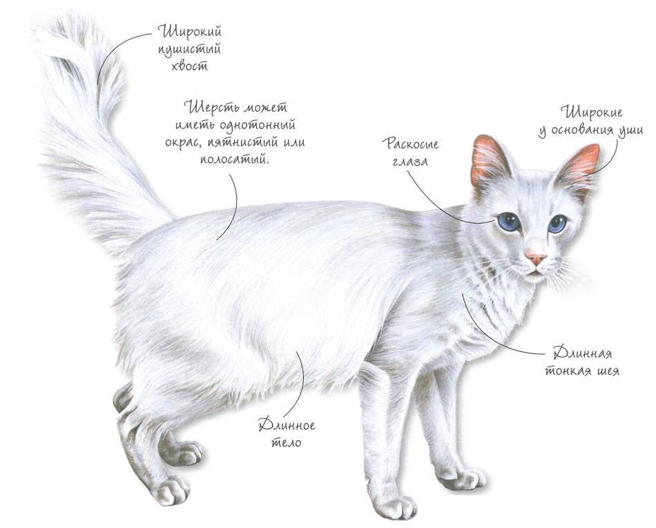Британская кошка: разновидности, стандарт, характер и правила ухода