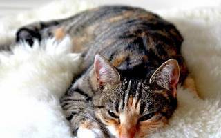 Острый и хронический панкреатит у кошек (распространение, причины, диагностика, лечение, прогноз)