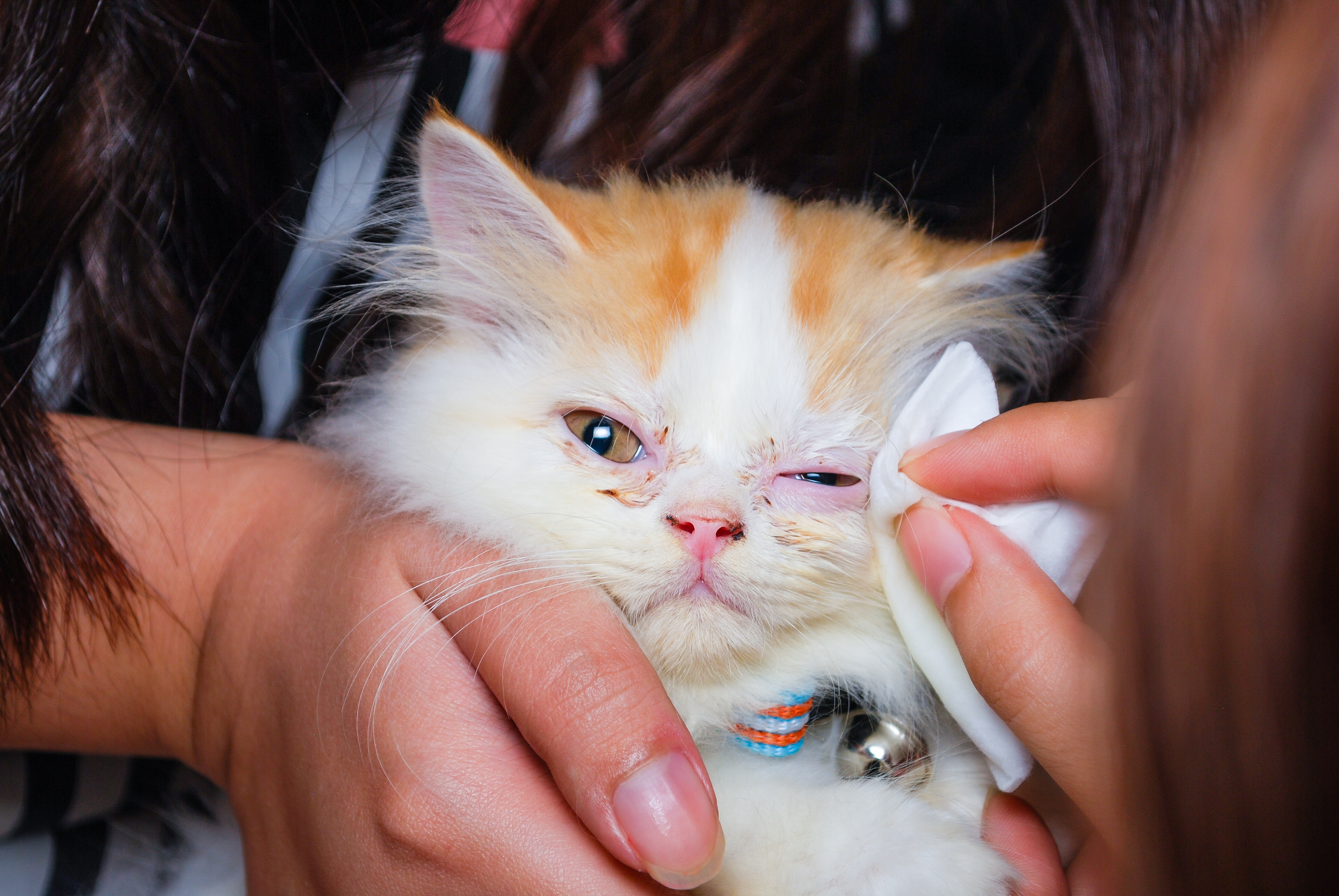 Капли для глаз коту при воспалении
