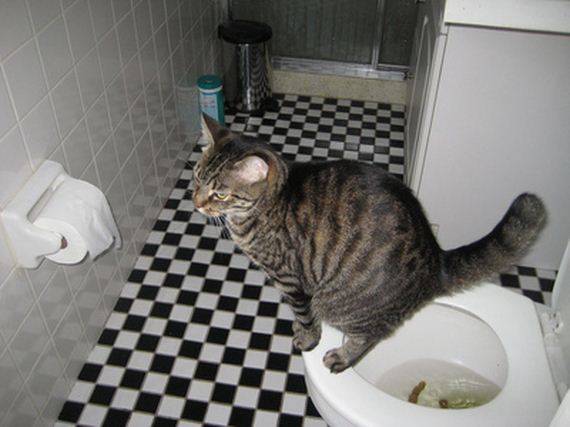 Кот часто ходит в туалет по-маленькому по чуть-чуть писает, что делать, чем лечить