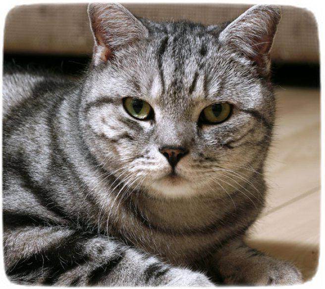Котенок метис британского кота и шотландской кошки