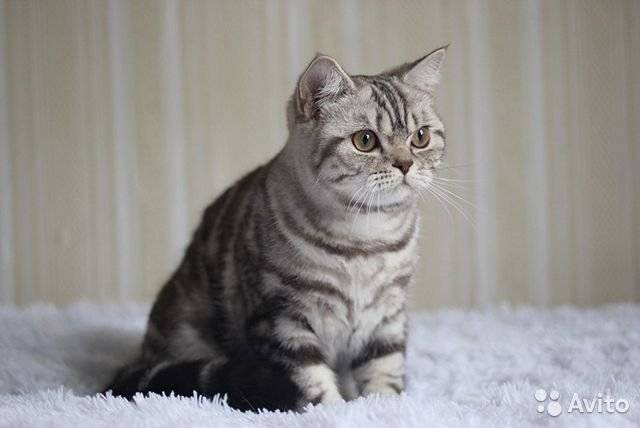 Характер британской кошки: английская надменность или ласковая плюшка?
