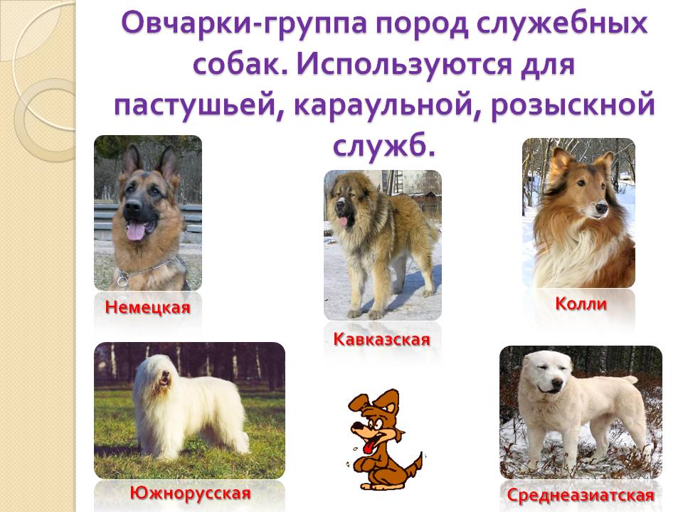 Служебные собаки: фото, породы, виды, содержание, кормление