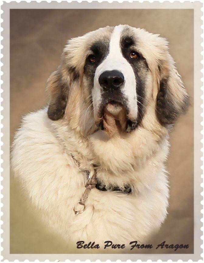 Альпийский мастиф (сенбернар, собака святого бернара, бернардинер): фото, купить, видео, цена, содержание дома