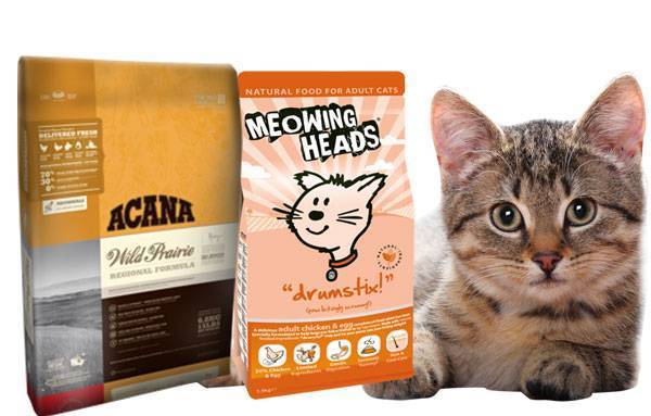 Рейтинг лучших кормов для кошек и котят 2020 года для пушистых любимцев