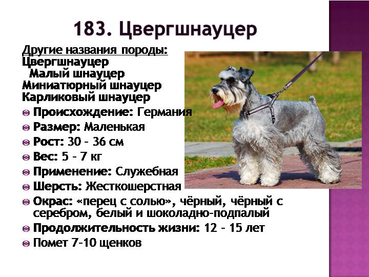 Миттельшнауцер: описание породы, характер, особенности