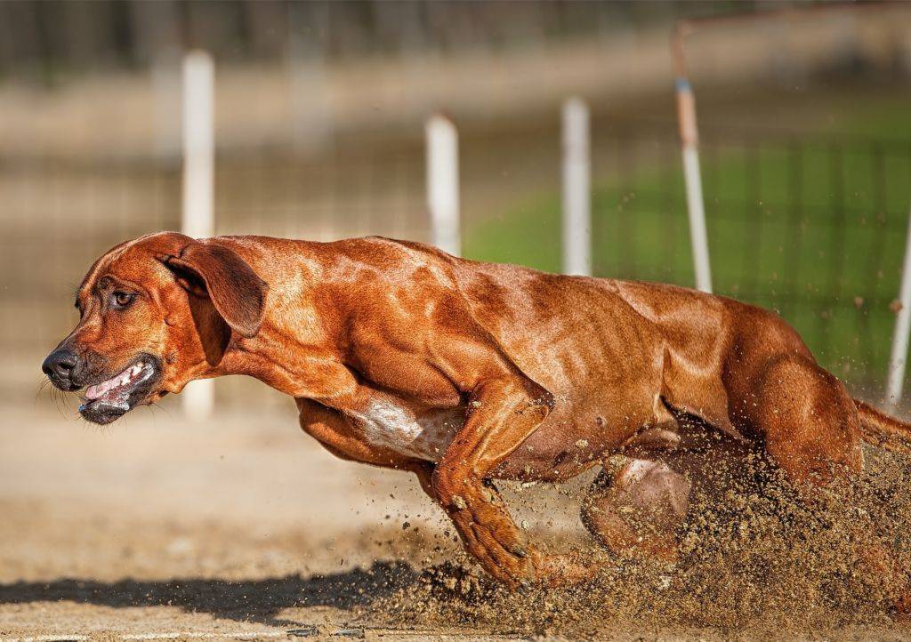 Топ-20 – бойцовские породы собак: описание, фото, названия