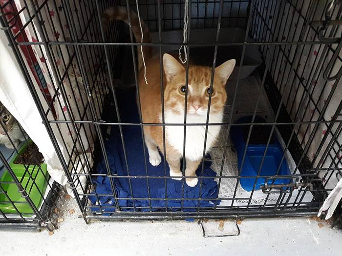 Куда деть кошку: обзор приютов для животных, условия и сроки содержания, отзывы
