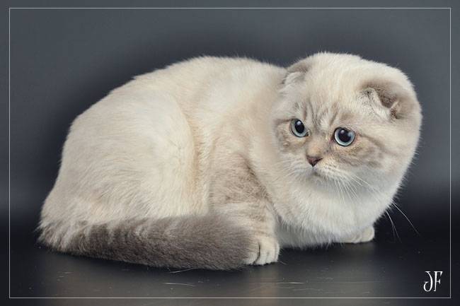 Сиамская кошка. особенности породы сиамских кошек: характер, болезни, фото и уход.