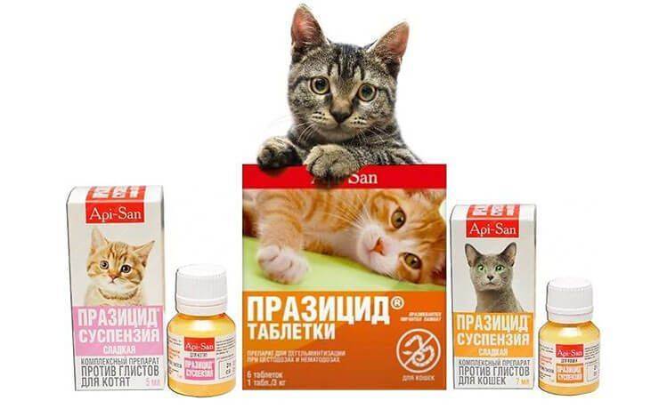 Как дать таблетку котенку от глистов - средства и методы