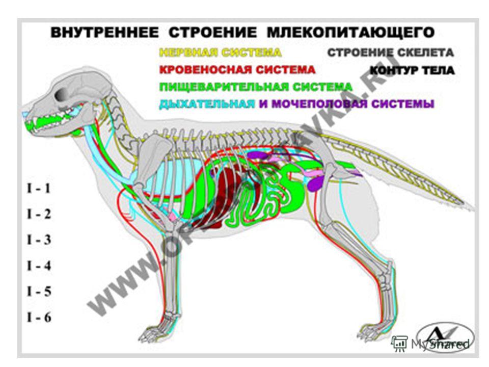 Особенности строения собаки: количество ребер, расположение внутренних органов