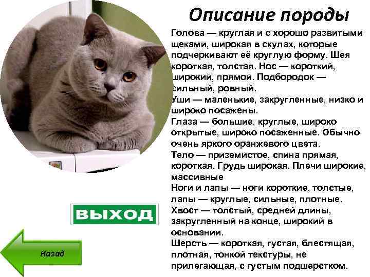 Вислоухий кот шотландский: характер, окрас, описание и фото :: syl.ru