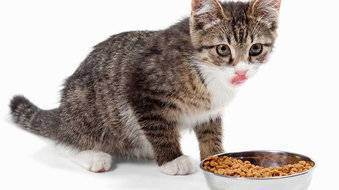 Как правильно кормить домашнего кота