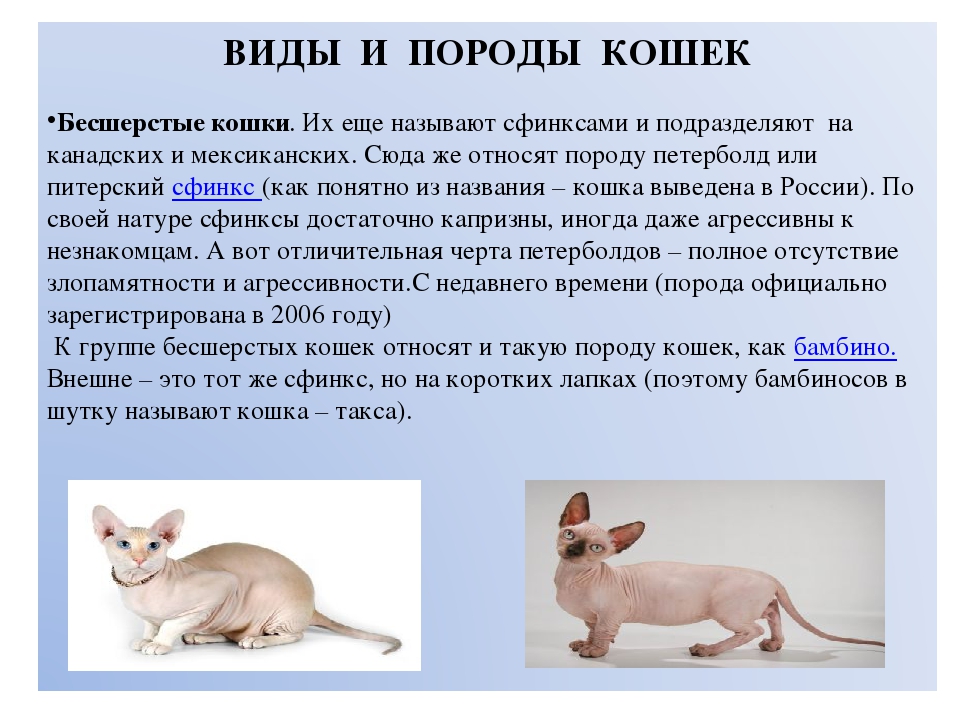 Нибелунг – описание породы кошек, как выглядит?