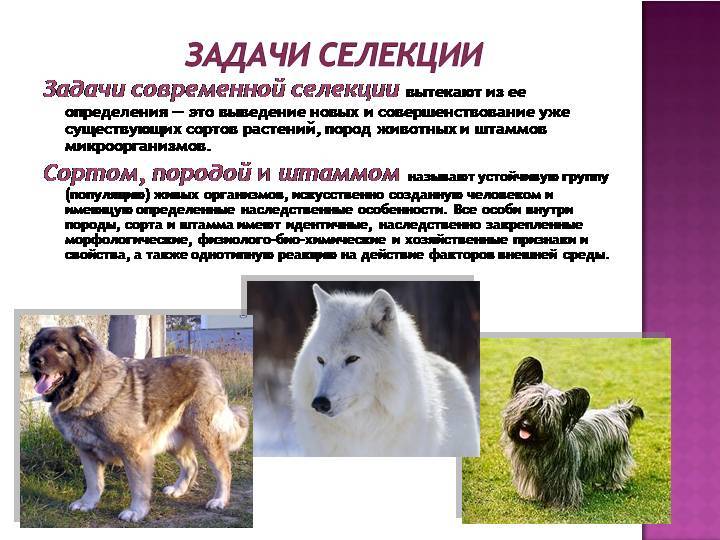 Инбридинг у собак
инбридинг у собак
