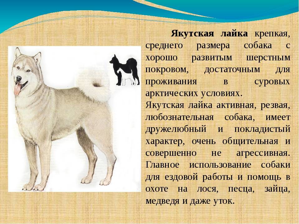 Лайка собака: описание породы, разновидность, фото, характеристика