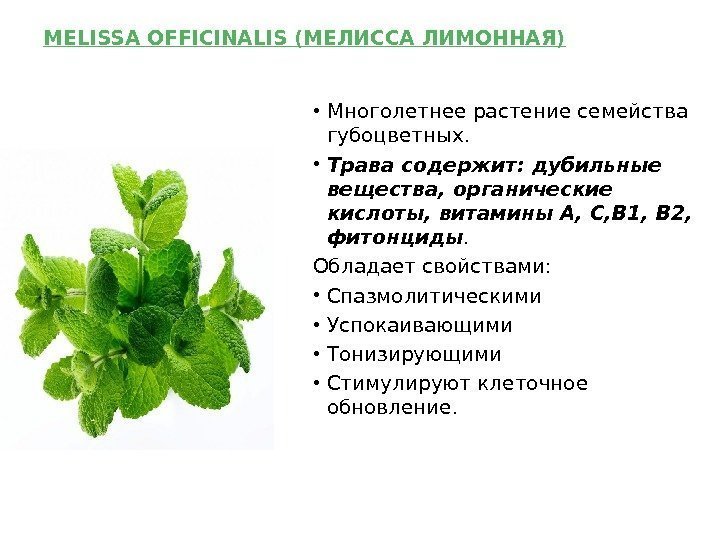 Кошачья мята для кошек