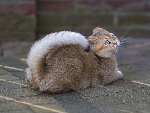 Кошка с беличьим хвостом