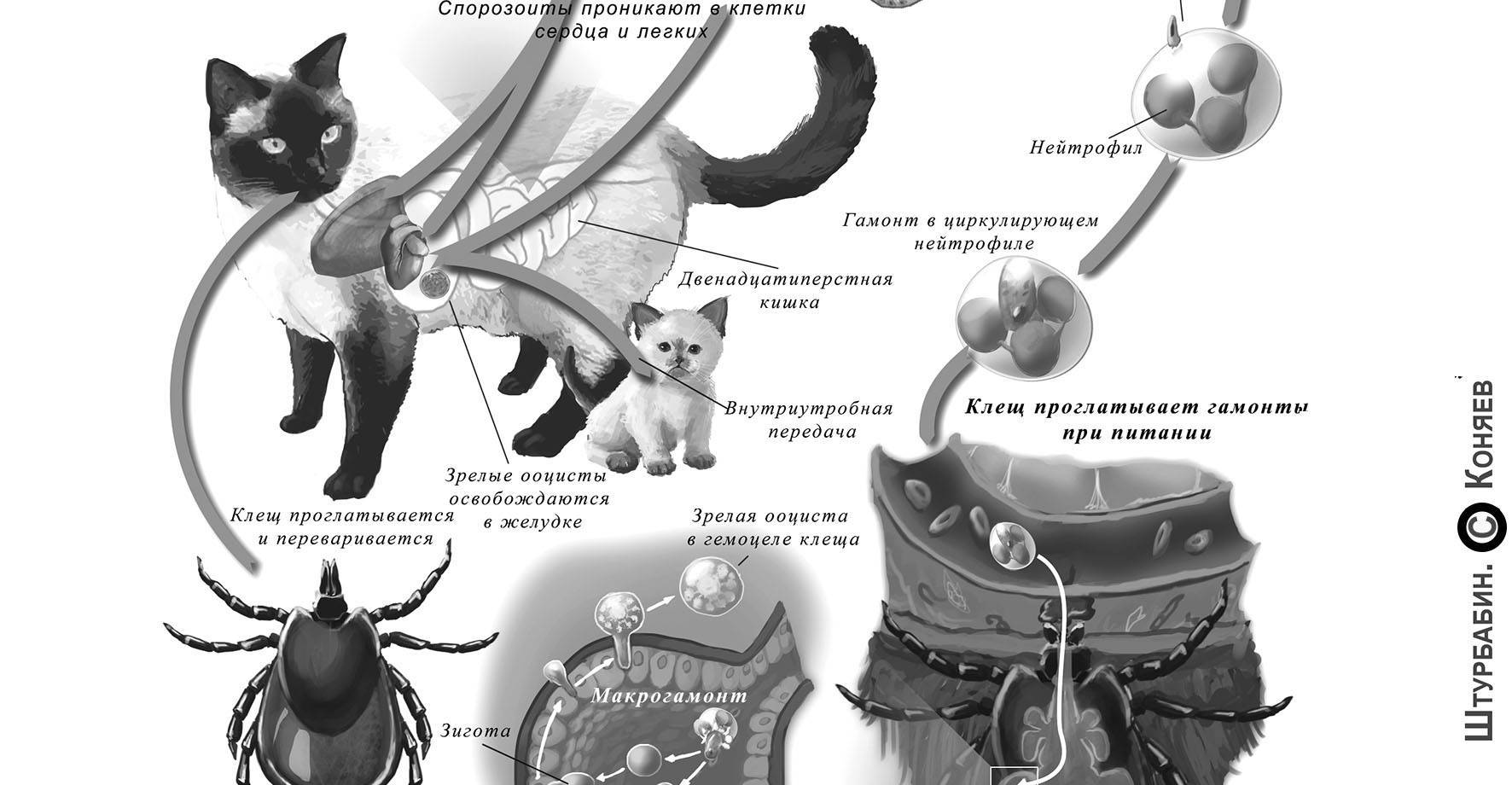 Уреаплазмоз, микоплазмоз. причины заражения, симптомы, лечение уреаплазмоза и микоплазмоза.