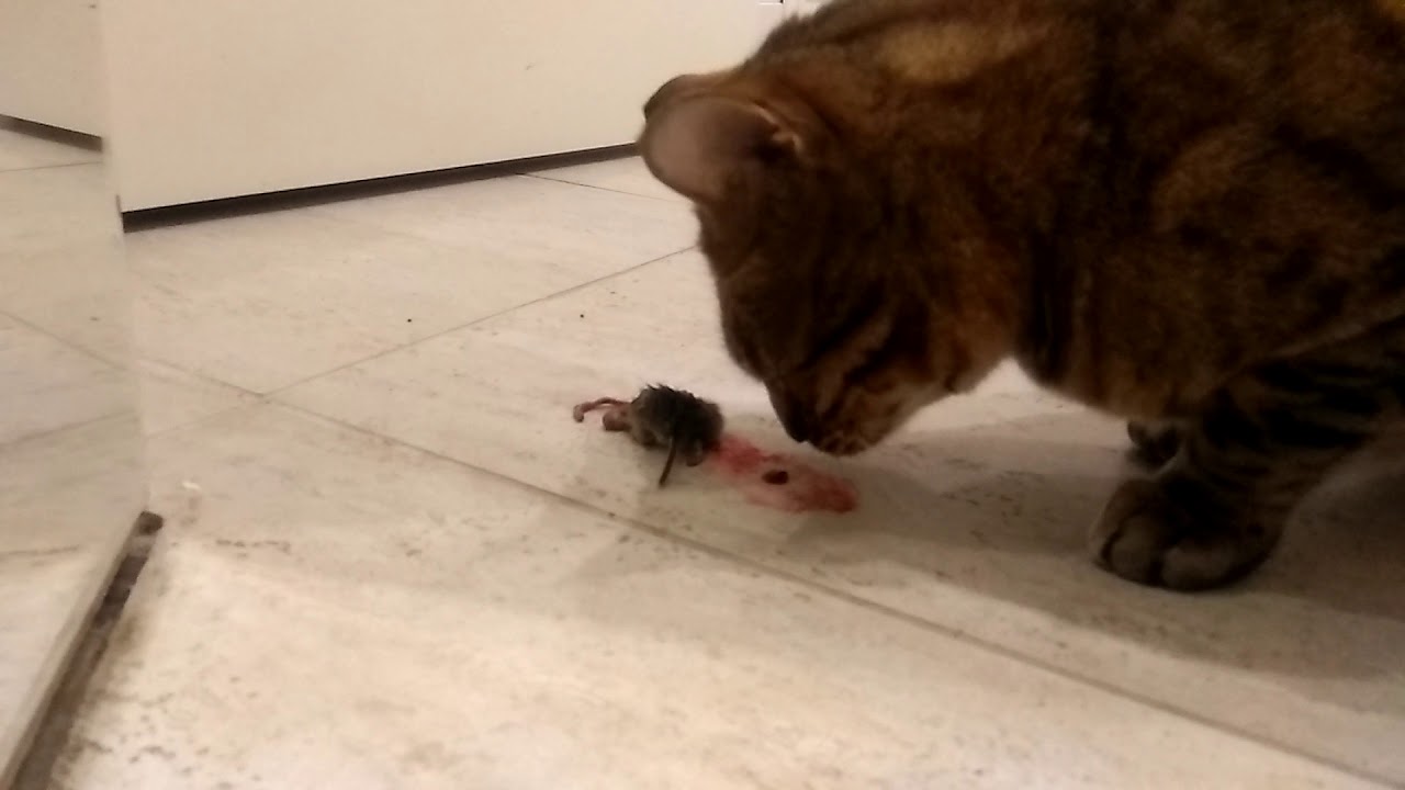 Какие кошки лучше ловят мышей и крыс, коты или кошки