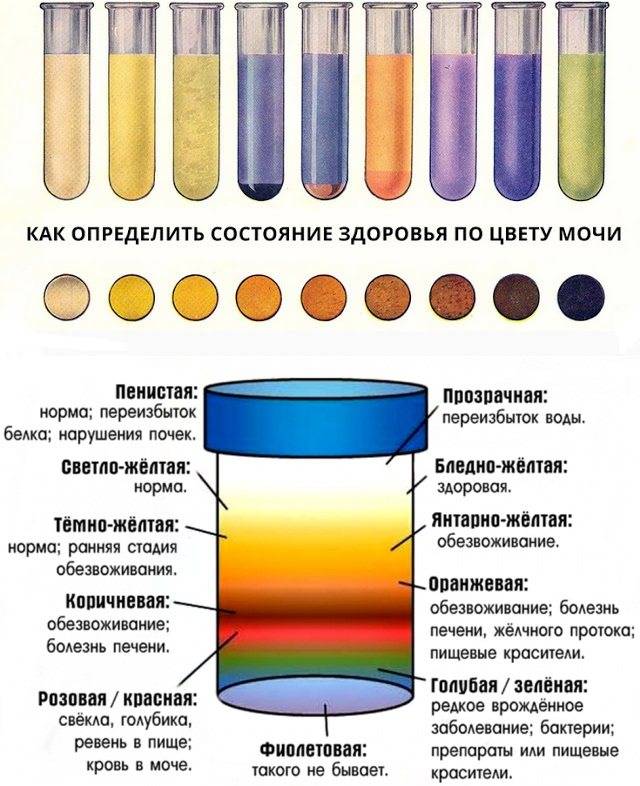 Темная моча у кошки (кота): причины изменения цвета и лечение
