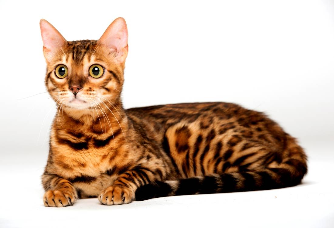 Характерные особенности бенгальской кошки: описание -видео +фото и видео