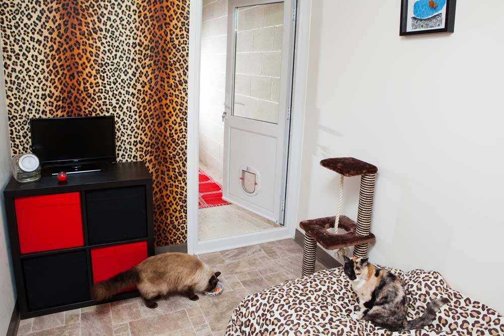 Гостиница для кошек в москве cat lounge лучший отель для кошек недорого