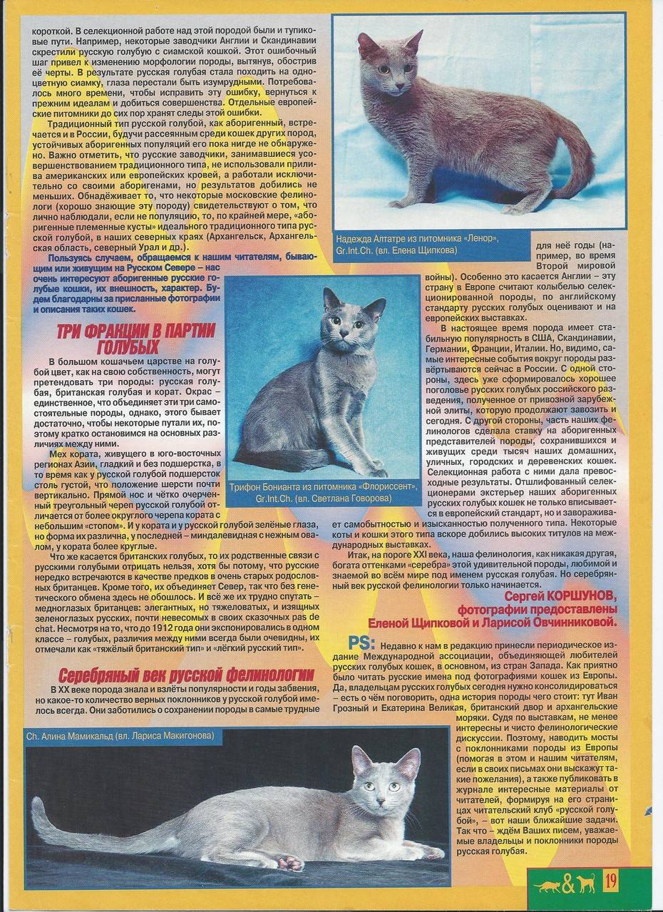 Самые длинношерстные породы кошек – список, описание, фото и видео