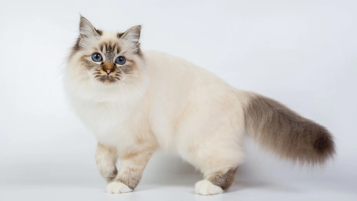 Сиамская кошка