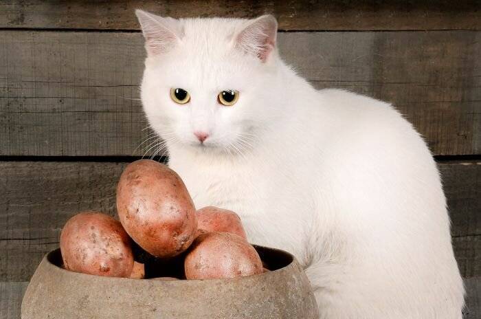 Какие овощи можно давать кошкам, какие овощи полезны кошке