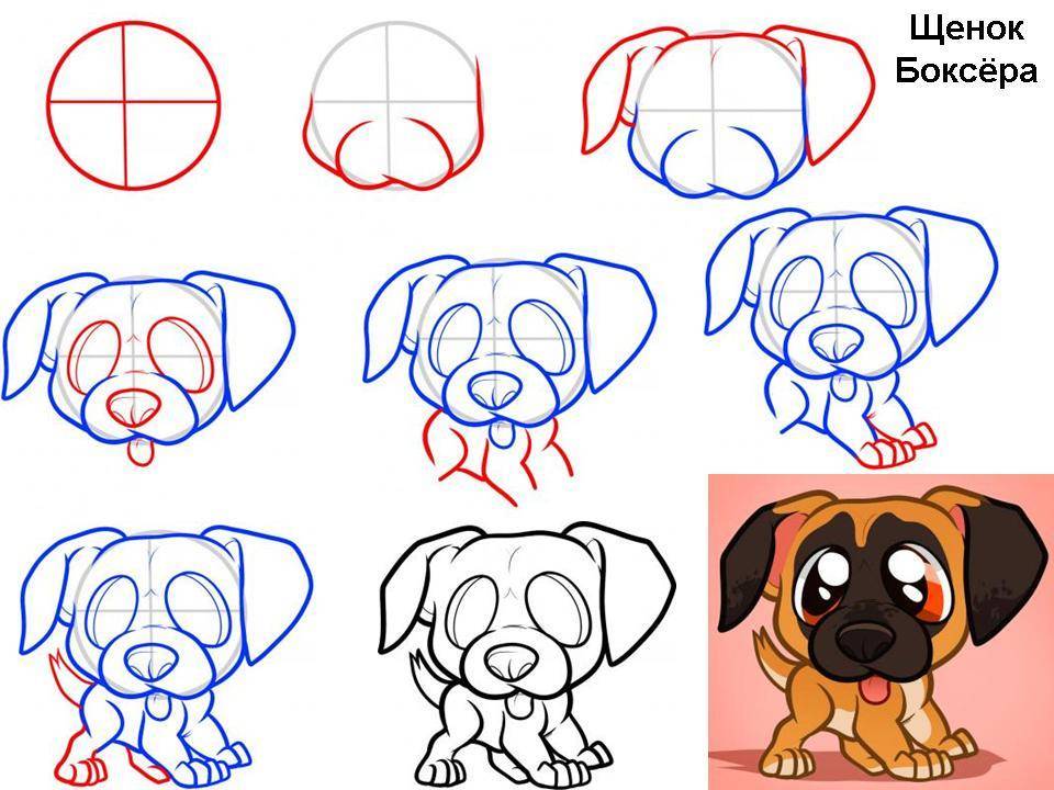 Практическое руководство как нарисовать собаку карандашом поэтапно :: syl.ru