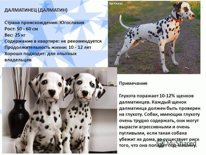Собака пули — описание породы, интересные факты, все особенности ухода. фото и видео венгерской водяной породы собак