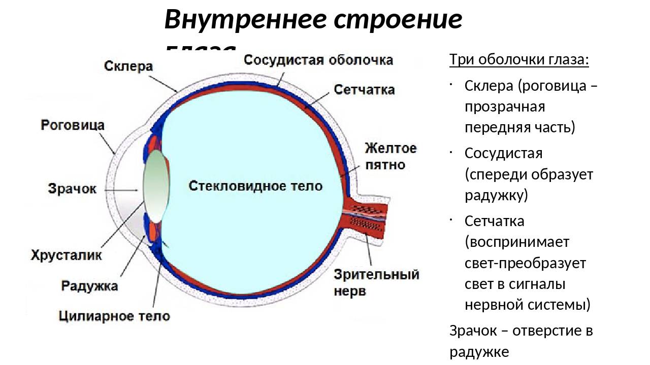 Строение глаза человека | цмхг макарчука